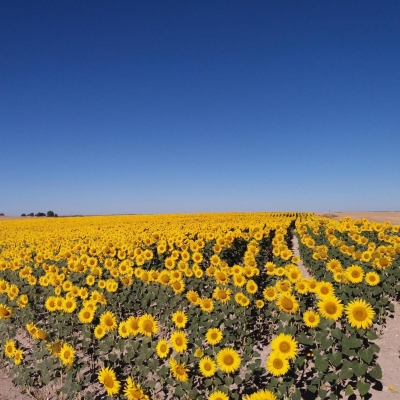 Sonnen-Oase Sonnenblumenfeld